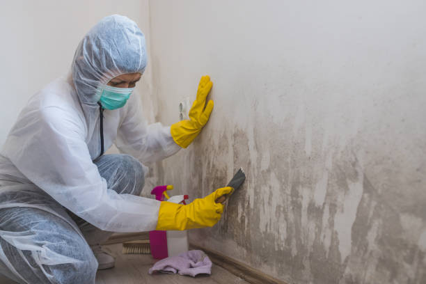 Best Mold Removal Process  in Point Pleasant, NJ