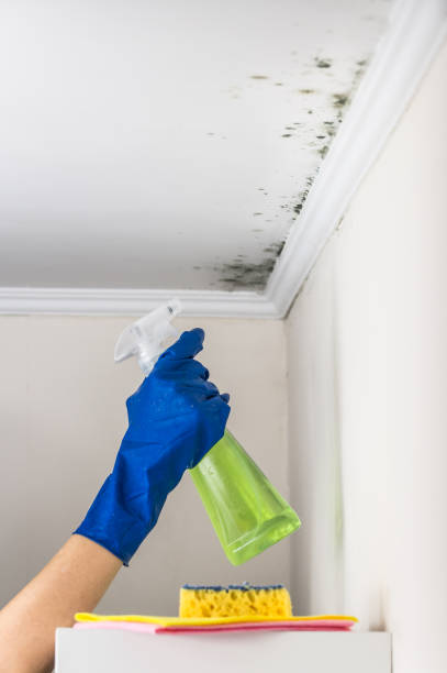 Best Toxic Mold Removal  in Point Pleasant, NJ